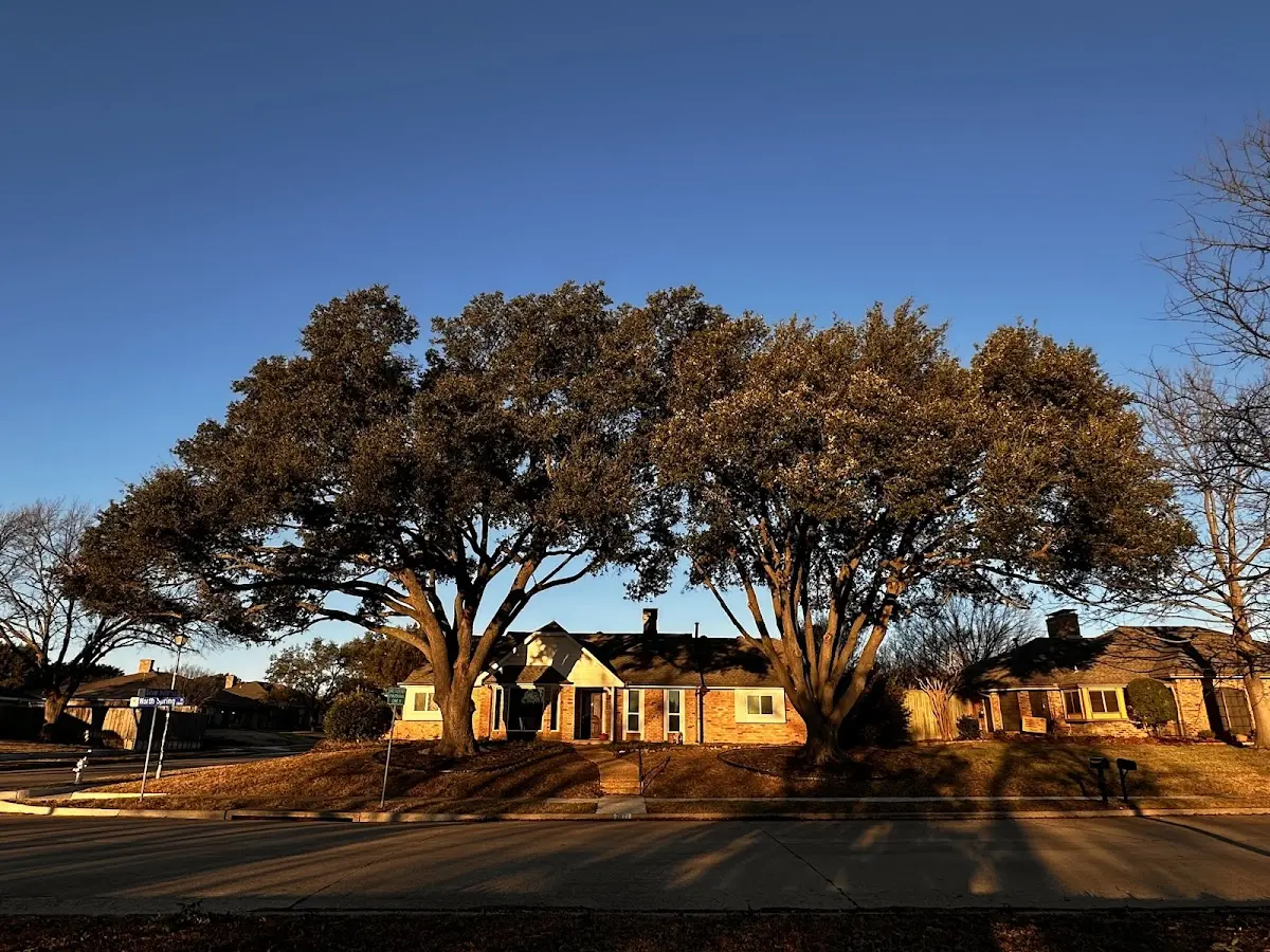 Established residential canopy tree shading a home in Gainestown